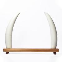 Elephant Tusk Replica